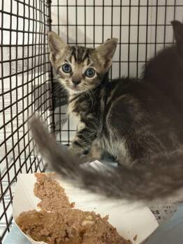 Rescue Domestic Short Hair Cats for Adoption in Fort Lauderdale, Florida - ABIGAIL | PetCurious
