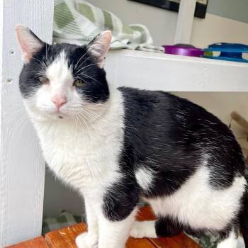 Domestic Short Hair Cats Available for Adoption - Mr. Bean | PetCurious