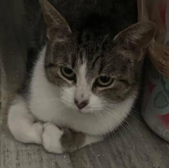 Gabriella -  Domestic Short Hair Cat for Adoption in Saginaw, Michigan - Gabriella | PetCurious