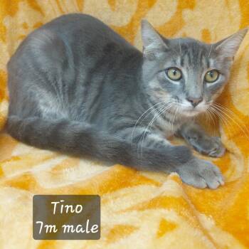 Tino -  Domestic Short Hair Cat for Adoption in New Tazewell, Tennessee - Tino | PetCurious