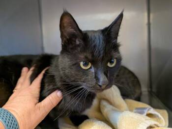 LUNA -  Domestic Short Hair Cat for Adoption in Santa Cruz, California - LUNA | PetCurious