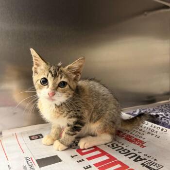 Ula -  Domestic Short Hair Cat for Adoption in Auburn, Alabama - Ula | PetCurious