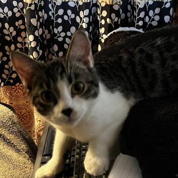 Domestic Short Hair and Tabby Cats Available for Adoption in Littleton, Colorado - Veronica (bonded Pair With Archie (8 Month Old Kittens) | PetCurious