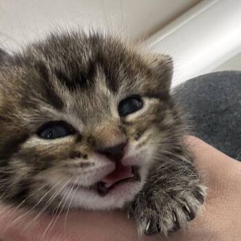 Blue Jeans -  Domestic Short Hair Cat for Adoption in Driggs, Idaho - Blue Jeans | PetCurious