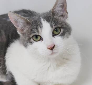 Turkish Van and Russian Blue Cats Available for Adoption - Samuel Is A Baby Smush!   Sooo Sweet! | PetCurious