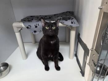 Domestic Short Hair Cats Available for Adoption - ROCKY | PetCurious