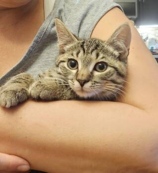 Gunner -  Domestic Short Hair Cat for Adoption in East Greenville, Pennsylvania - Gunner | PetCurious