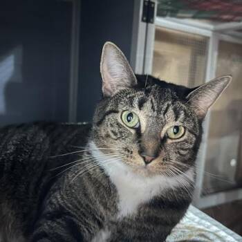 Hazel -  Domestic Short Hair Cat for Adoption in East Brunswick, New Jersey - Hazel | PetCurious