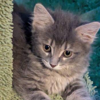 Smokey -  Domestic Long Hair Cat for Adoption in Kenosha, Wisconsin - Smokey | PetCurious