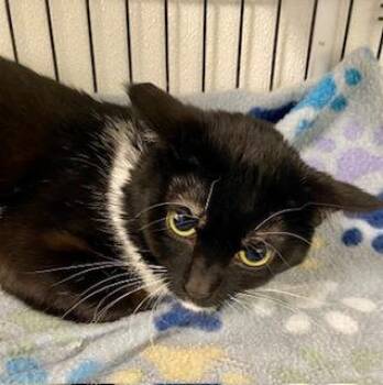 Tuxedo Cats Available for Adoption - Hex | PetCurious