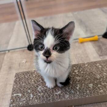 Garnet -  Domestic Short Hair Cat for Adoption in Greensboro, North Carolina - Garnet | PetCurious
