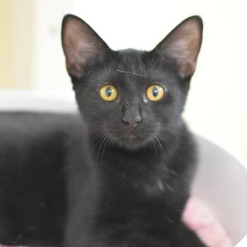 River -  Domestic Short Hair Cat for Adoption in Mebane, North Carolina - River | PetCurious