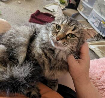 Henrietta -  Domestic Long Hair Cat for Adoption in Seven Valleys, Pennsylvania - Henrietta | PetCurious