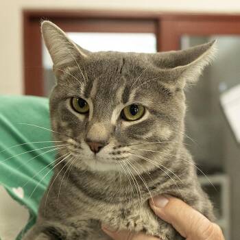 Domestic Short Hair Cats Available for Adoption in Slidell, Louisiana - Buggy | PetCurious