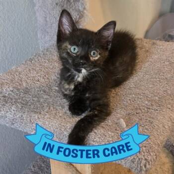 TRUVY MAGGIE LANE -  Domestic Short Hair Cat for Adoption in Tallahassee, Florida - TRUVY MAGGIE LANE | PetCurious