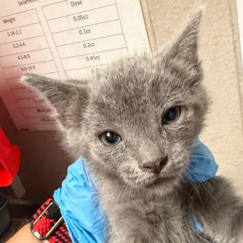 Harrison -  Domestic Short Hair Cat for Adoption in Yuma, Arizona - Harrison | PetCurious
