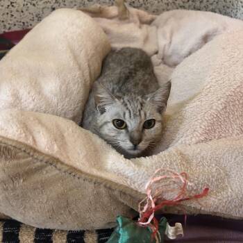 Silvia -  Domestic Short Hair Cat for Adoption in Fresno, California - Silvia | PetCurious