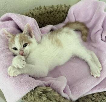 Domestic Short Hair Cats Available for Adoption in Candler, North Carolina - Moccasin | PetCurious