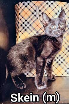 Skein -Preadoption ONLY -  Domestic Short Hair Cat for Adoption in Chilliwack, British Columbia - Skein -Preadoption ONLY | PetCurious