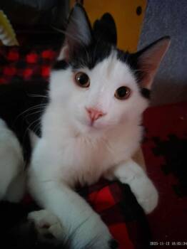 Rescue Domestic Medium Hair Cats for Adoption in Mississauga, Ontario - Ivory | PetCurious