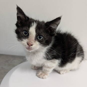 Rescue Domestic Short Hair Cats for Adoption in Chico, California - LUNA | PetCurious