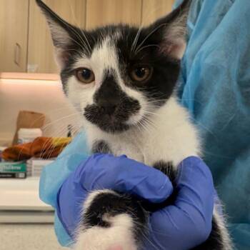 Domestic Short Hair Cats Available for Adoption in Wantagh, New York - Disco | PetCurious