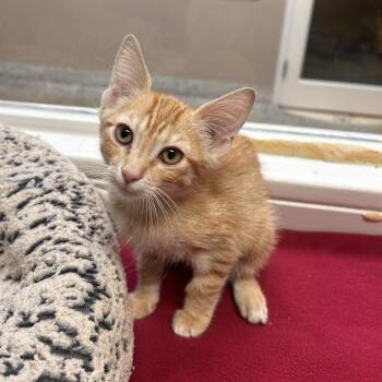 Chevy -  Domestic Short Hair Cat for Adoption in Fresno, California - Chevy | PetCurious