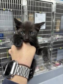 Pickles -  Domestic Short Hair Cat for Adoption in Daytona Beach, Florida - Pickles | PetCurious