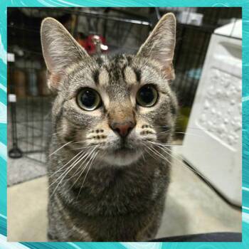 Domestic Short Hair Cats Available for Adoption in Akron, Ohio - Claire | PetCurious