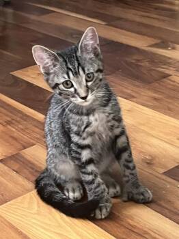 Chester -  American Shorthair Cat for Adoption in Tampa, Florida - Chester | PetCurious
