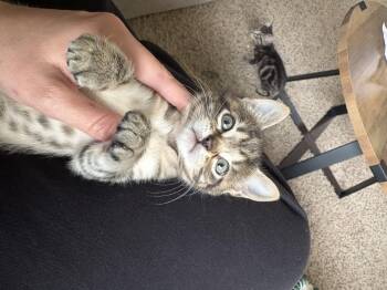 Bubblegum -  Domestic Medium Hair Cat Available for Adoption in Kennewick, Washington - Bubblegum | PetCurious