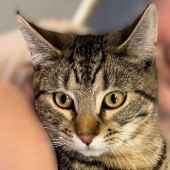 Sparks -- Bonded Buddy With Buddy -  Domestic Short Hair Cat for Adoption in Des Moines, Iowa - Sparks -- Bonded Buddy With Buddy | PetCurious