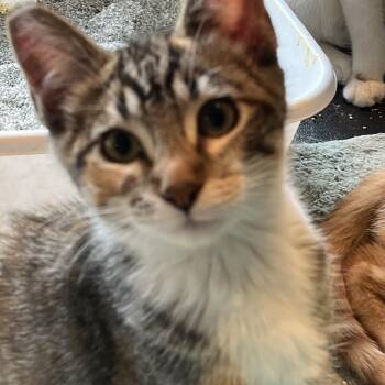 Rescue American Shorthair Cats for Adoption in Pendleton, Oregon - Harriet | PetCurious