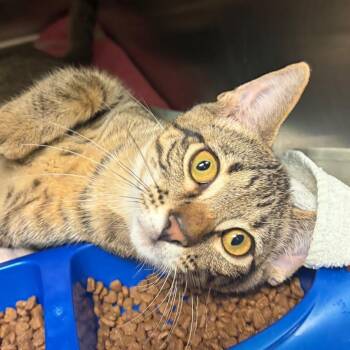 Beard -  Domestic Short Hair Cat for Adoption in Nashville, Tennessee - Beard | PetCurious