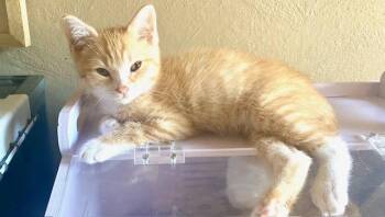 Domestic Short Hair Cats Available for Adoption in Beaverton, Oregon - Bosco | PetCurious
