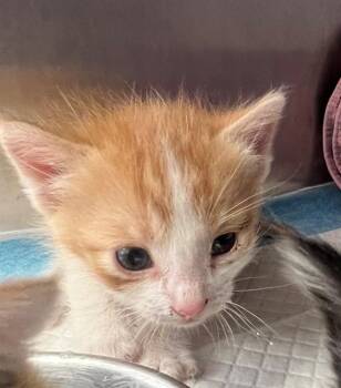 Domestic Short Hair Cats Available for Adoption in Thousand Palms, California - A1913608 | PetCurious
