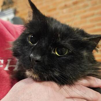 J.P. Just Purrfect -  Domestic Long Hair Cat for Adoption in Reisterstown, Maryland - J.P. Just Purrfect | PetCurious