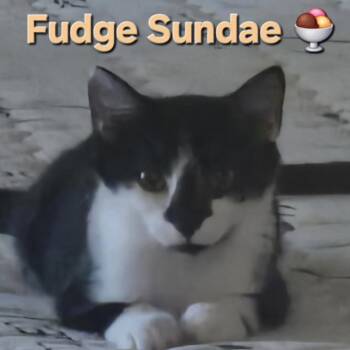 Fudge Sundae -  Domestic Short Hair Cat for Adoption in Bentonville, Arkansas - Fudge Sundae | PetCurious