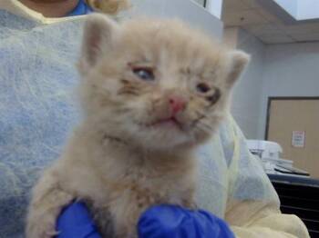Domestic Medium Hair Cats Available for Adoption in Dallas, Texas - BRIAR | PetCurious