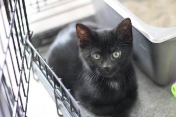 Jimi -  Domestic Short Hair Cat for Adoption in Rockford, Illinois - Jimi | PetCurious