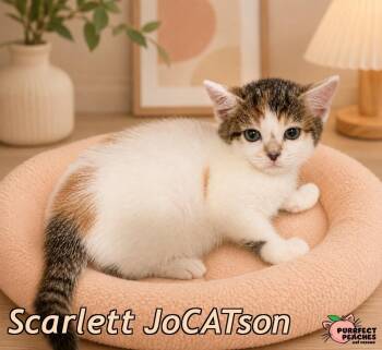 Scarlett JoCATson -  Domestic Short Hair Cat for Adoption in Douglasville, Georgia - Scarlett JoCATson | PetCurious