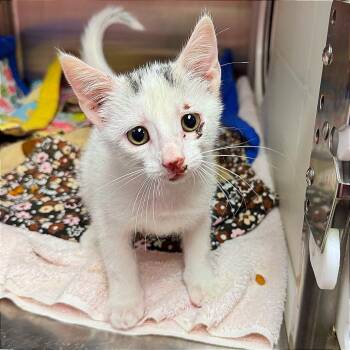 Stuart Little -  Domestic Short Hair Cat for Adoption in Hannibal, Missouri - Stuart Little | PetCurious