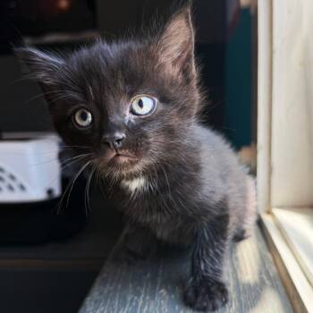 Selena -  Domestic Short Hair Cat for Adoption in Asheville, North Carolina - Selena | PetCurious
