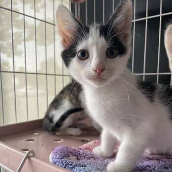 Spanky -  Domestic Short Hair Cat for Adoption in Dayton, Ohio - Spanky | PetCurious