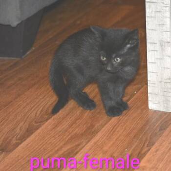 Puma -  Domestic Short Hair Cat for Adoption in New Tazewell, Tennessee - Puma | PetCurious