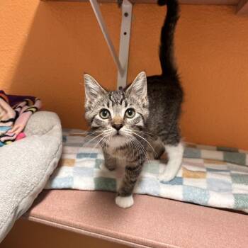 Beasty -  Domestic Medium Hair Cat for Adoption in Fresno, California - Beasty | PetCurious