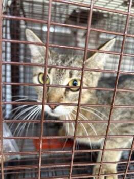 Domestic Short Hair Cats Available for Adoption in Houston, Texas - A655382 | PetCurious