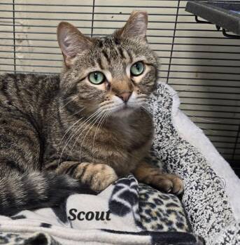 Scout -  Domestic Short Hair Cat for Adoption in Cedar Rapids, Iowa - Scout | PetCurious