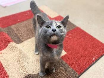 SQUIRMS -  Domestic Short Hair Cat for Adoption in Fort Wayne, Indiana - SQUIRMS | PetCurious