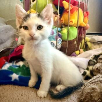 Cloud Regan -  Domestic Short Hair Cat for Adoption in Morrison, Colorado - Cloud Regan | PetCurious